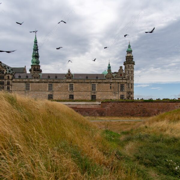 danimarca denmark copenaghen copenhagen castello castle kronborg corvi crows