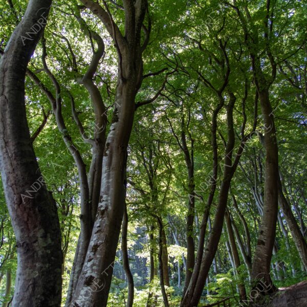 danidanimarca denmark stege mons klint bosco foresta wood vento wind direzione direction sentiero path trail