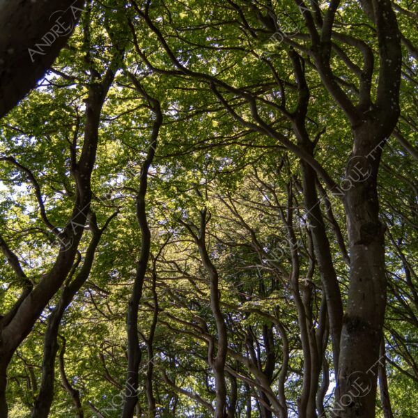 danimarca denmark stege mons klint bosco foresta wood vento wind direzione direction