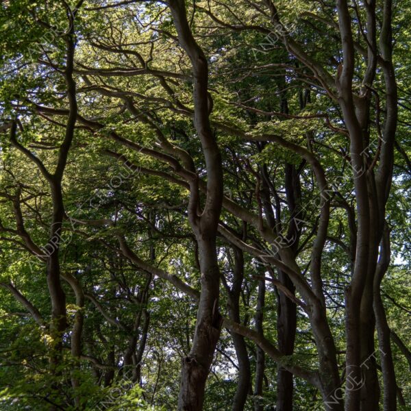 danimarca denmark stege mons klint bosco foresta wood vento wind direzione direction