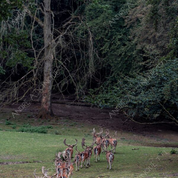 danimarca denmark aarhus animale animal cervi deer selvaggio wild fissare staring corna palchi antlers