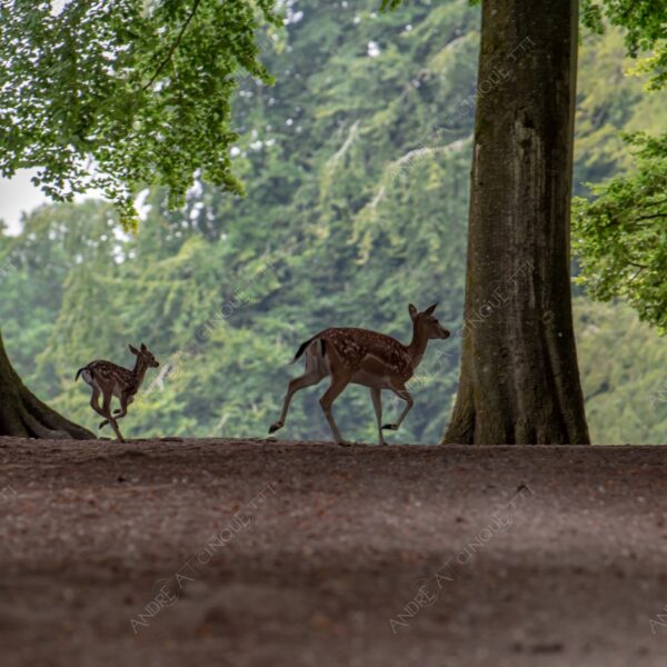 danimarca denmark aarhus animale animal cervi deer selvaggio wild fissare staring corna palchi antlers correre running
