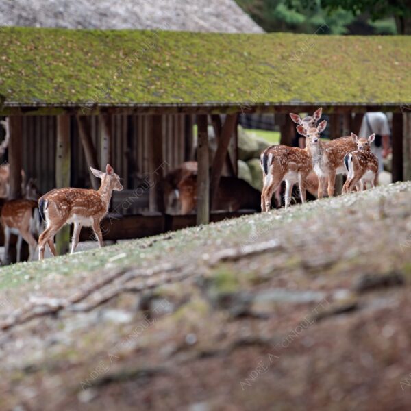 danimarca denmark aarhus animale animal cervi deer selvaggio wild fissare staring corna palchi antlers