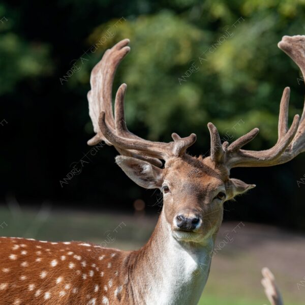 danimarca denmark aarhus animale animal cervo deer selvaggio wild fissare staring corna palchi antlers