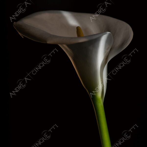 calla fiore flower still life studio photography penombra twilight
