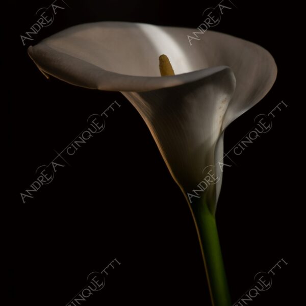 calla fiore flower still life studio photography penombra twilight