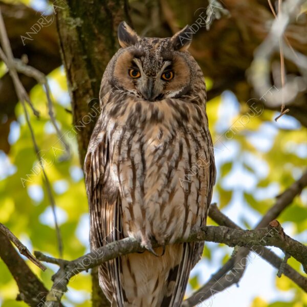 animale animal gufo owl natura nature selvaggio wild predatore predator uccello da preda bird of prey fissare stare