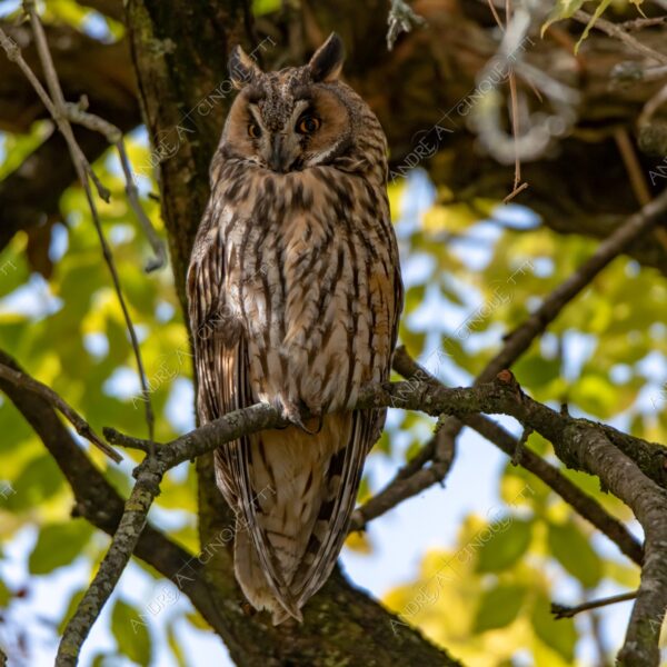 animale animal gufo owl natura nature selvaggio wild predatore predator uccello da preda bird of prey fissare stare