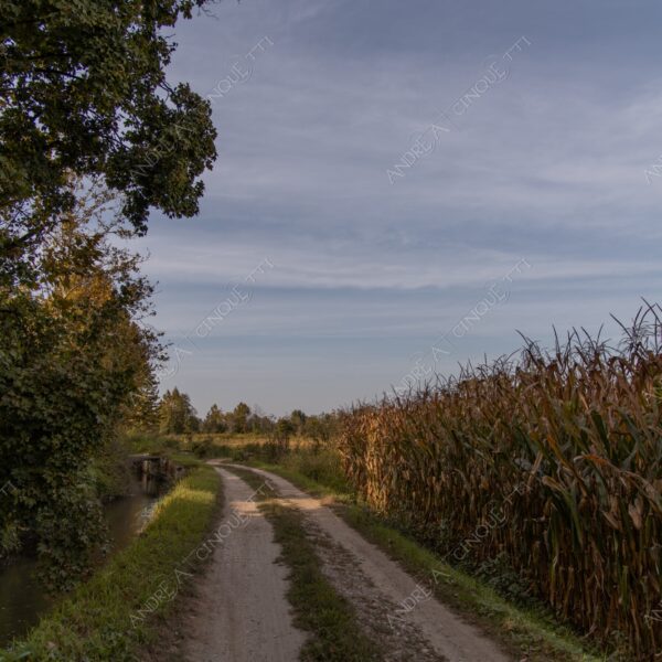balbiano colturano campagna countryside campo field meadow