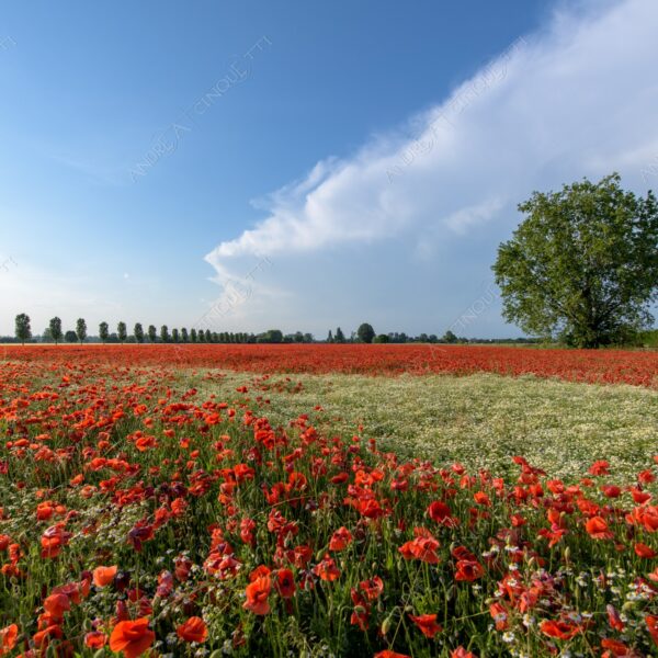 campo field papaveri poppy poppies sole sun tramonto sunset sundown crepuscolo dusk twilight campo fiorito flowery field fioritura flowering bloom blooming blossom blossoming