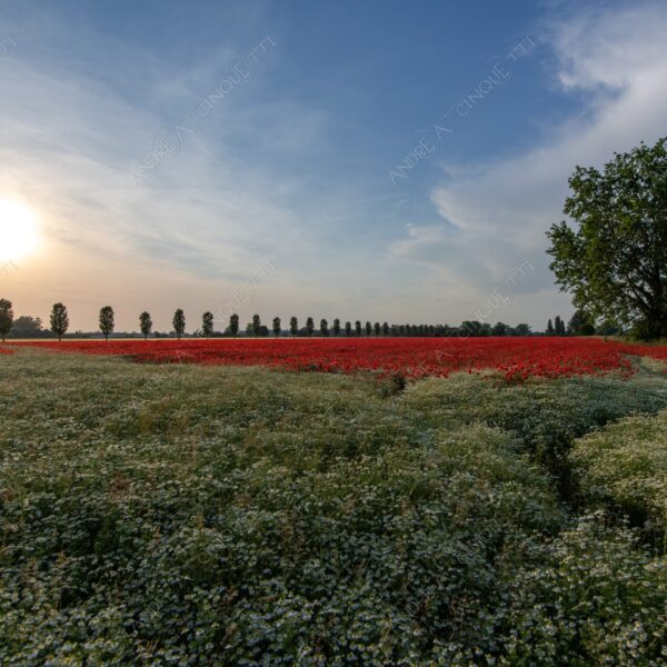 campo field papaveri poppy poppies sole sun tramonto sunset sundown crepuscolo dusk twilight campo fiorito flowery field fioritura flowering bloom blooming blossom blossoming