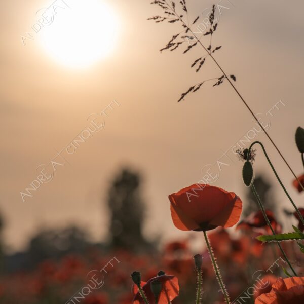campo field papaveri poppy poppies sole sun tramonto sunset sundown crepuscolo dusk twilight campo fiorito flowery field fioritura flowering bloom blooming blossom blossoming