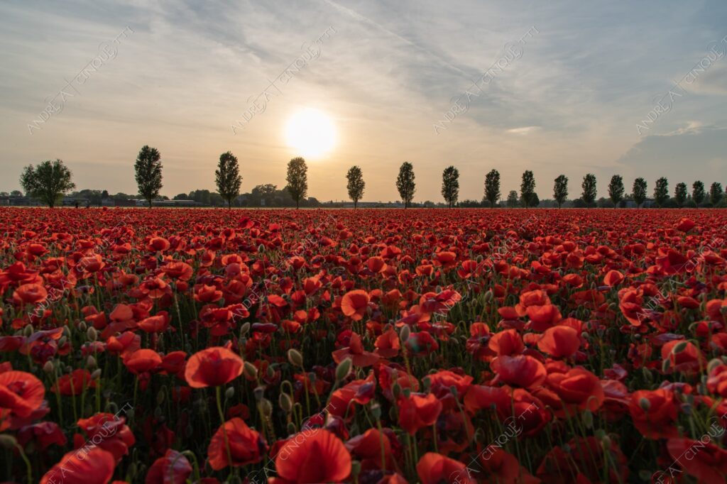 campo field papaveri poppy poppies sole sun tramonto sunset sundown crepuscolo dusk twilight campo fiorito flowery field fioritura flowering bloom blooming blossom blossoming