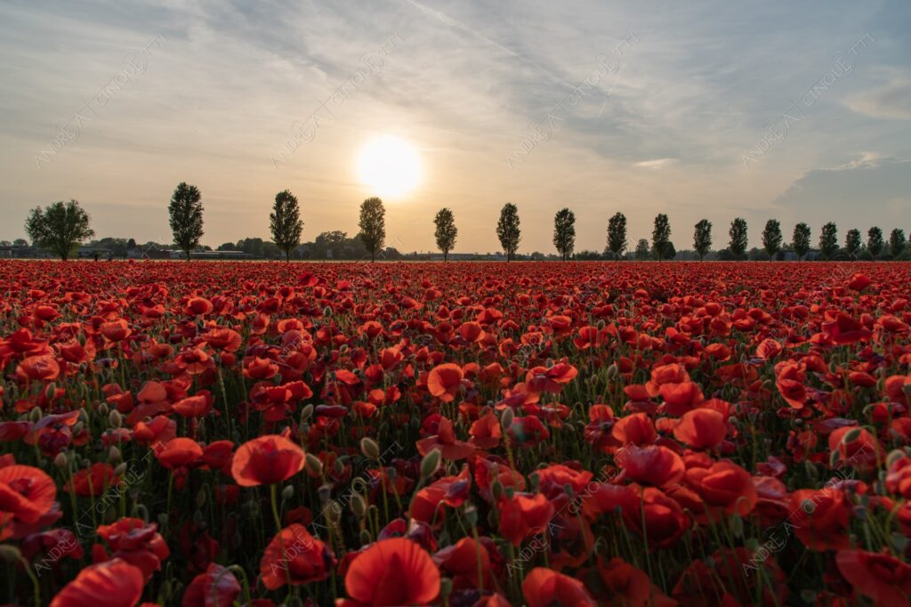 campo field papaveri poppy poppies sole sun tramonto sunset sundown crepuscolo dusk twilight campo fiorito flowery field fioritura flowering bloom blooming blossom blossoming