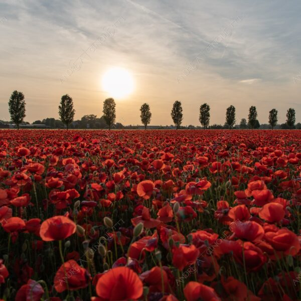 campo field papaveri poppy poppies sole sun tramonto sunset sundown crepuscolo dusk twilight campo fiorito flowery field fioritura flowering bloom blooming blossom blossoming