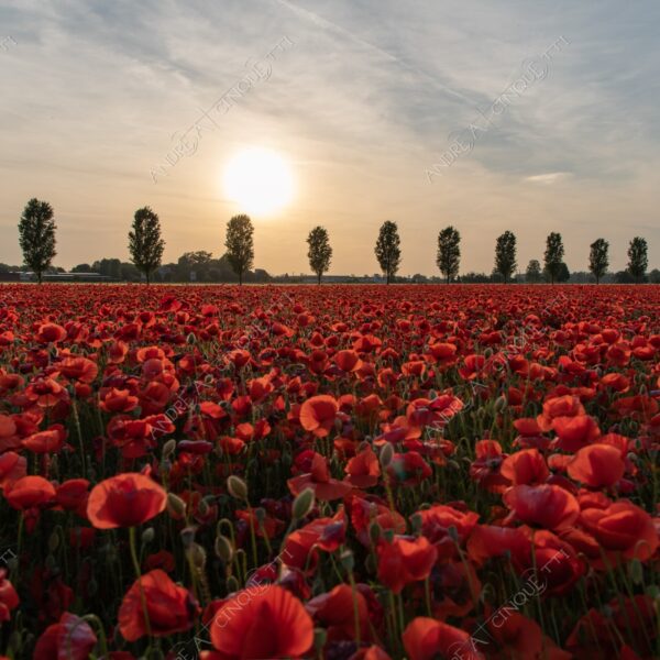 campo field papaveri poppy poppies sole sun tramonto sunset sundown crepuscolo dusk twilight campo fiorito flowery field fioritura flowering bloom blooming blossom blossoming