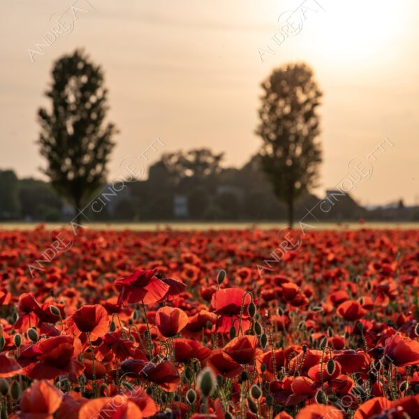 campo field papaveri poppy poppies sole sun tramonto sunset sundown crepuscolo dusk twilight campo fiorito flowery field fioritura flowering bloom blooming blossom blossoming