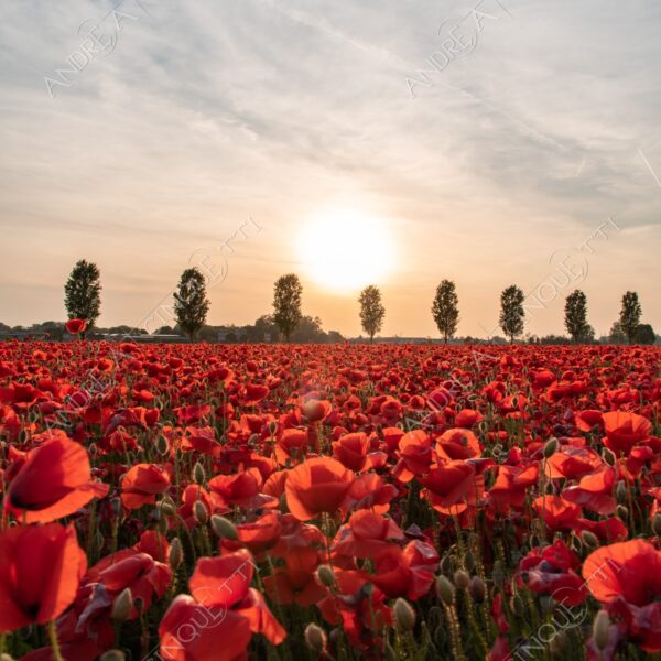 campo field papaveri poppy poppies sole sun tramonto sunset sundown crepuscolo dusk twilight campo fiorito flowery field fioritura flowering bloom blooming blossom blossoming