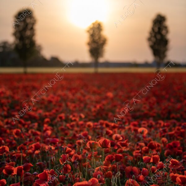 campo field papaveri poppy poppies sole sun tramonto sunset sundown crepuscolo dusk twilight campo fiorito flowery field fioritura flowering bloom blooming blossom blossoming