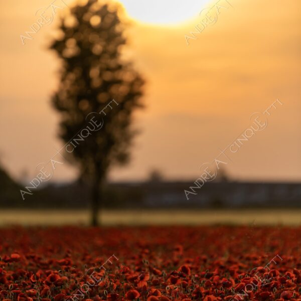 campo field papaveri poppy poppies sole sun tramonto sunset sundown crepuscolo dusk twilight campo fiorito flowery field fioritura flowering bloom blooming blossom blossoming