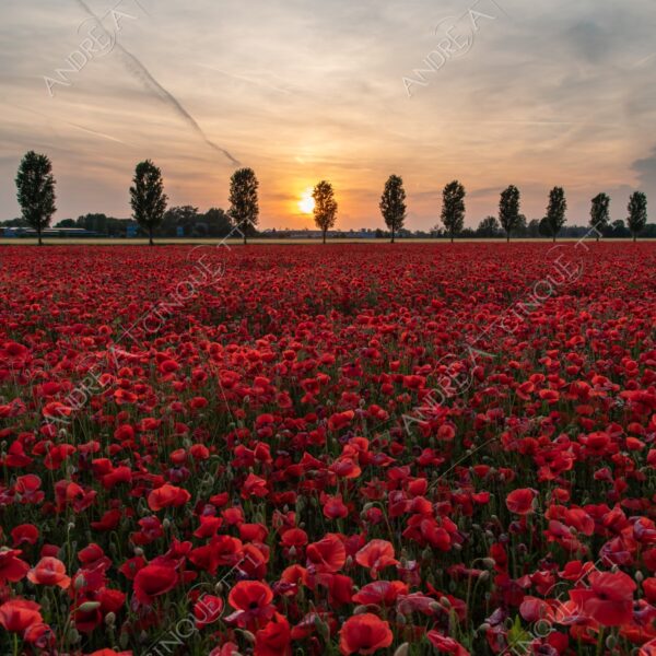 campo field papaveri poppy poppies sole sun tramonto sunset sundown crepuscolo dusk twilight campo fiorito flowery field fioritura flowering bloom blooming blossom blossoming