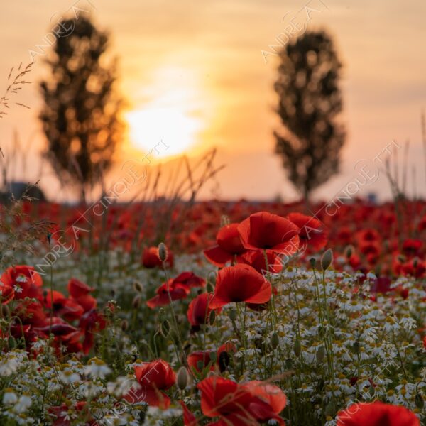 campo field papaveri poppy poppies sole sun tramonto sunset sundown crepuscolo dusk twilight campo fiorito flowery field fioritura flowering bloom blooming blossom blossoming