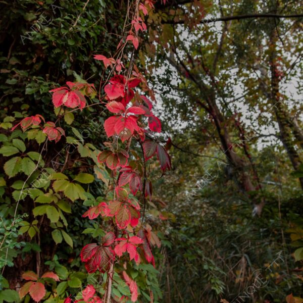 oasi oasis bosco wood foresta forest autunno autumn fall sentiero trail path footpath foliage foglie leaves alberi trees natura nature selvaggio wild