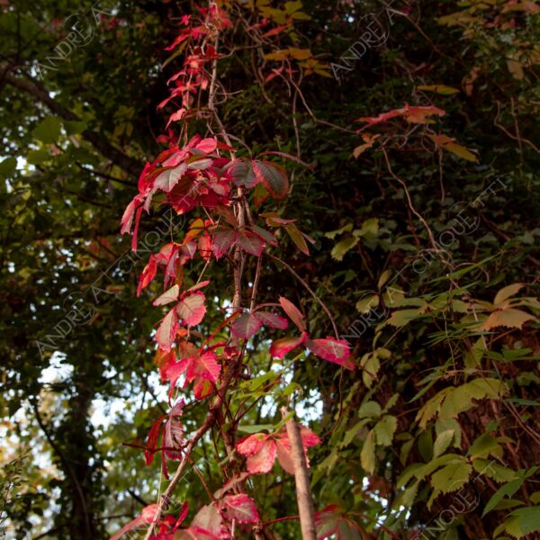 oasi oasis bosco wood foresta forest autunno autumn fall sentiero trail path footpath foliage foglie leaves alberi trees natura nature selvaggio wild