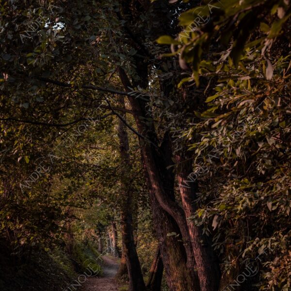 oasi oasis bosco wood foresta forest autunno autumn fall sentiero trail path footpath foliage foglie leaves alberi trees natura nature selvaggio wild