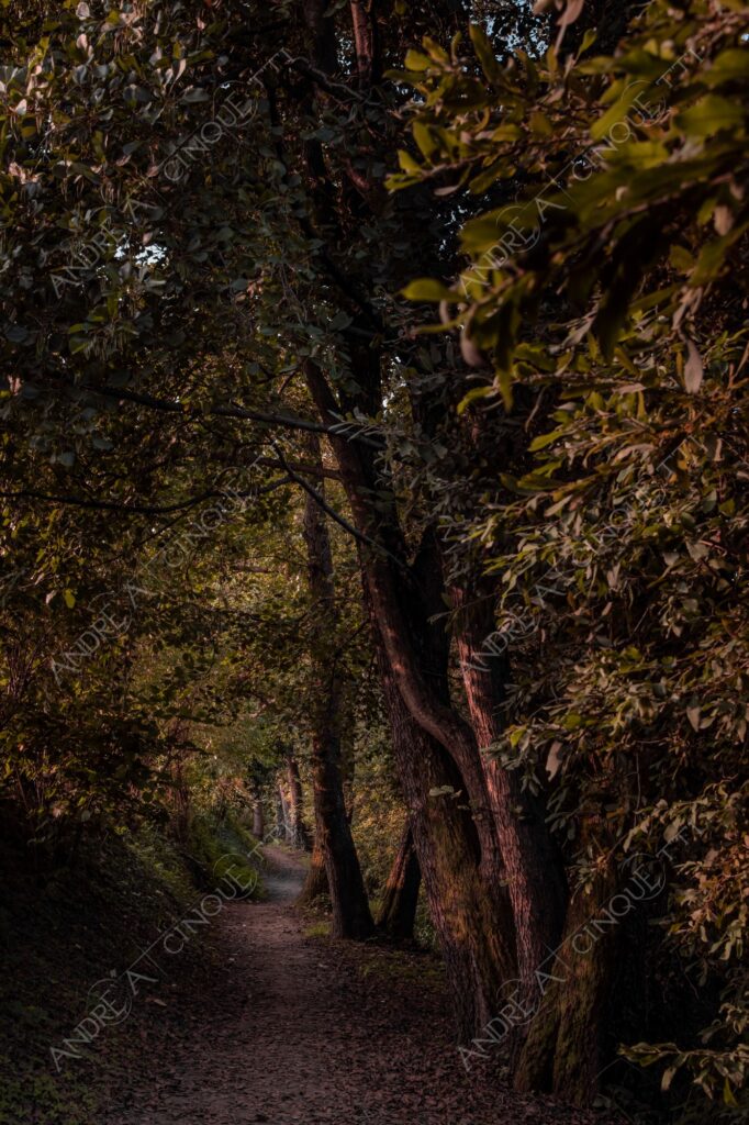 oasi oasis bosco wood foresta forest autunno autumn fall sentiero trail path footpath foliage foglie leaves alberi trees natura nature selvaggio wild
