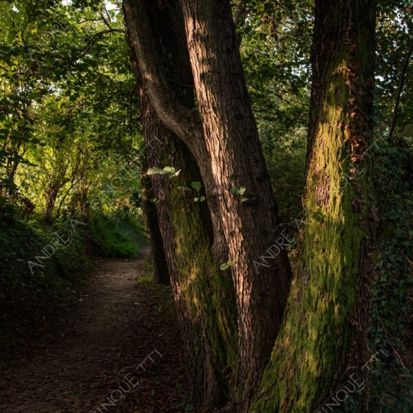 oasi oasis bosco wood foresta forest autunno autumn fall sentiero trail path footpath foliage foglie leaves alberi trees natura nature selvaggio wild