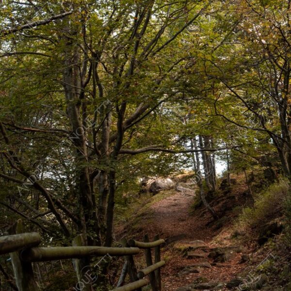 zegna oasi oasis bosco wood foresta forest autunno autumn fall sentiero trail path footpath foliage foglie leaves alberi trees natura nature selvaggio wild passeggiata hike
