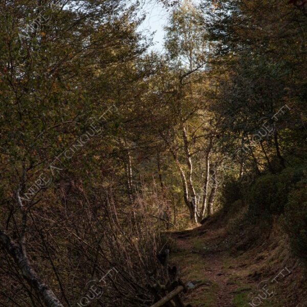 zegna oasi oasis bosco wood foresta forest autunno autumn fall sentiero trail path footpath foliage foglie leaves alberi trees natura nature selvaggio wild passeggiata hike raggio ray beam sole sun