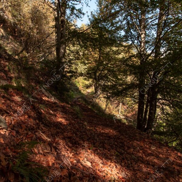 zegna oasi oasis montagna mountain bosco wood foresta forest autunno autumn fall sentiero trail path footpath foliage foglie leaves alberi trees natura nature selvaggio wild passeggiata hike raggio ray beam sole sun