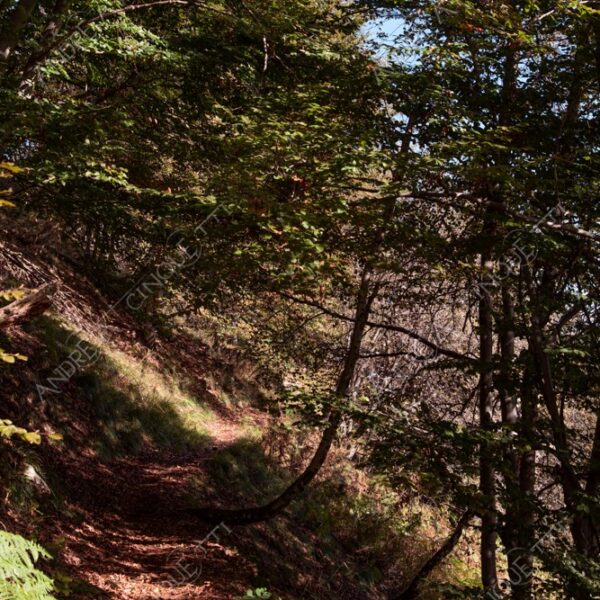 zegna oasi oasis montagna mountain bosco wood foresta forest autunno autumn fall sentiero trail path footpath foliage foglie leaves alberi trees natura nature selvaggio wild passeggiata hike raggio ray beam sole sun