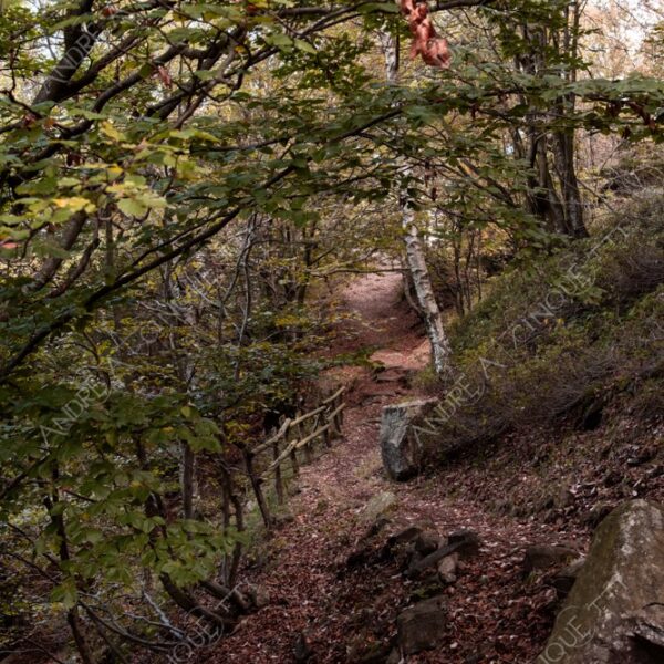 zegna oasi oasis montagna mountain bosco wood foresta forest autunno autumn fall sentiero trail path footpath foliage foglie leaves alberi trees natura nature selvaggio wild passeggiata hike