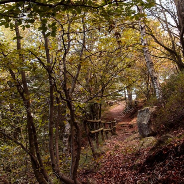 zegna oasi oasis montagna mountain bosco wood foresta forest autunno autumn fall sentiero trail path footpath foliage foglie leaves alberi trees natura nature selvaggio wild passeggiata hike