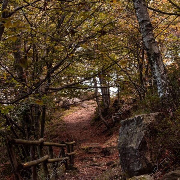 zegna oasi oasis montagna mountain bosco wood foresta forest autunno autumn fall sentiero trail path footpath foliage foglie leaves alberi trees natura nature selvaggio wild passeggiata hike