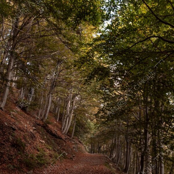 zegna oasi oasis montagna mountain bosco wood foresta forest autunno autumn fall sentiero trail path footpath foliage foglie leaves alberi trees natura nature selvaggio wild passeggiata hike
