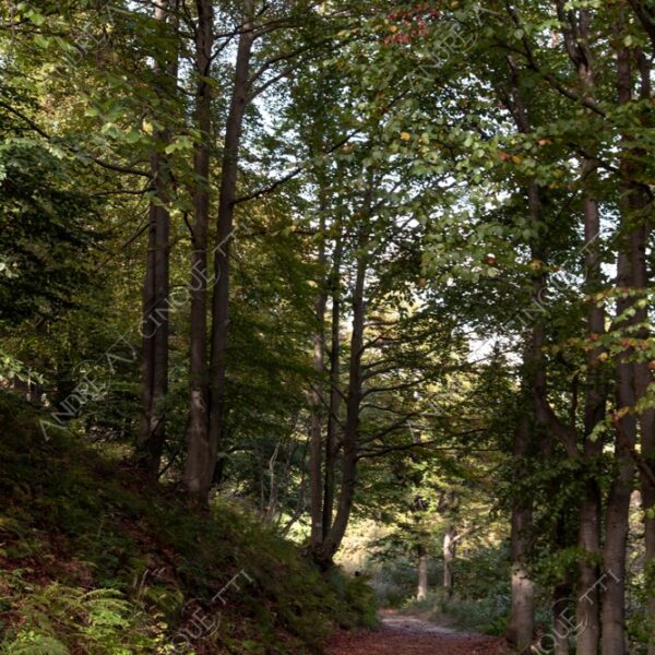 zegna oasi oasis montagna mountain bosco wood foresta forest autunno autumn fall sentiero trail path footpath foliage foglie leaves alberi trees natura nature selvaggio wild passeggiata hike raggio ray beam sole sun