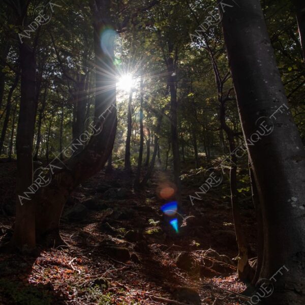 zegna oasi oasis montagna mountain bosco wood foresta forest autunno autumn fall sentiero trail path footpath foliage foglie leaves alberi trees natura nature selvaggio wild passeggiata hike raggio ray beam sole sun lens flare