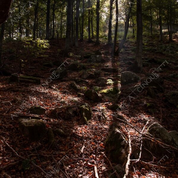 zegna oasi oasis montagna mountain bosco wood foresta forest autunno autumn fall sentiero trail path footpath foliage foglie leaves alberi trees natura nature selvaggio wild passeggiata hike raggio ray beam sole sun