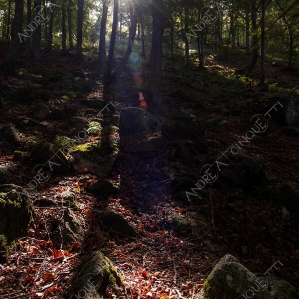 zegna oasi oasis montagna mountain bosco wood foresta forest autunno autumn fall sentiero trail path footpath foliage foglie leaves alberi trees natura nature selvaggio wild passeggiata hike raggio ray beam sole sun lens flare