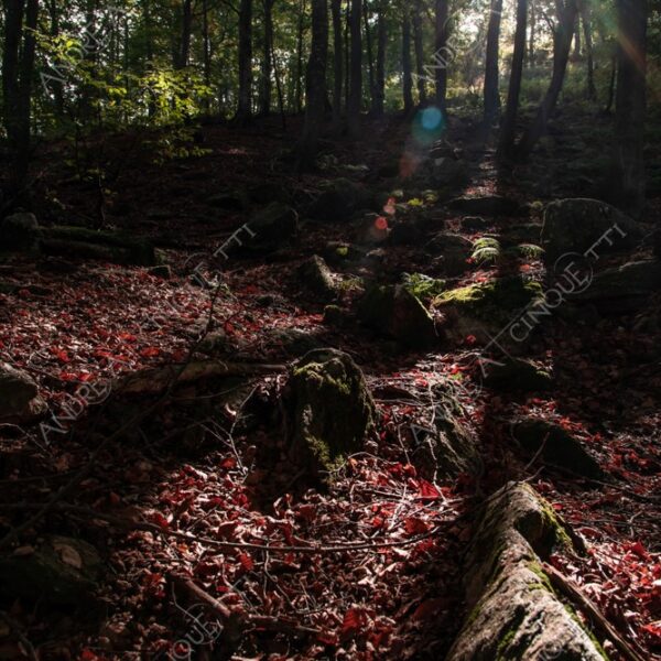 zegna oasi oasis montagna mountain bosco wood foresta forest autunno autumn fall sentiero trail path footpath foliage foglie leaves alberi trees natura nature selvaggio wild passeggiata hike raggio ray beam sole sun lens flare