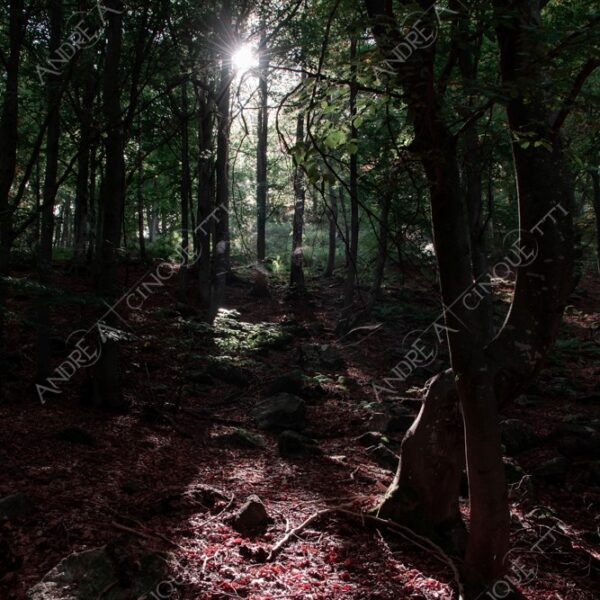 zegna oasi oasis montagna mountain bosco wood foresta forest autunno autumn fall sentiero trail path footpath foliage foglie leaves alberi trees natura nature selvaggio wild passeggiata hike raggio ray beam sole sun lens flare