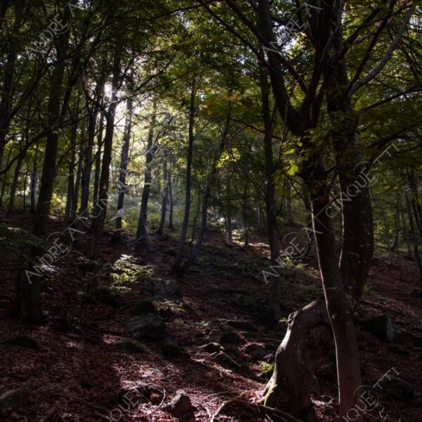 zegna oasi oasis montagna mountain bosco wood foresta forest autunno autumn fall sentiero trail path footpath foliage foglie leaves alberi trees natura nature selvaggio wild passeggiata hike raggio ray beam sole sun lens flare