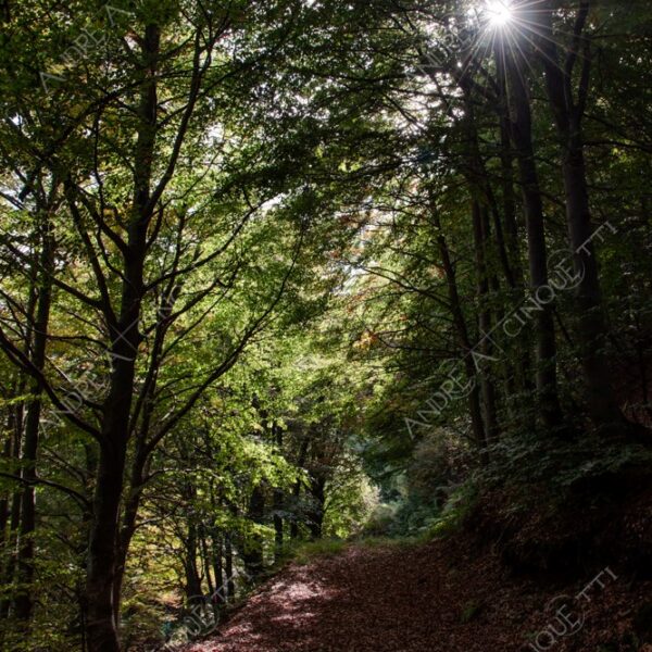 zegna oasi oasis montagna mountain bosco wood foresta forest autunno autumn fall sentiero trail path footpath foliage foglie leaves alberi trees natura nature selvaggio wild passeggiata hike raggio ray beam sole sun lens flare