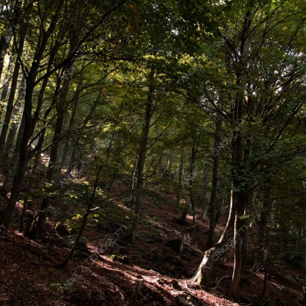 zegna oasi oasis montagna mountain bosco wood foresta forest autunno autumn fall sentiero trail path footpath foliage foglie leaves alberi trees natura nature selvaggio wild passeggiata hike raggio ray beam sole sun
