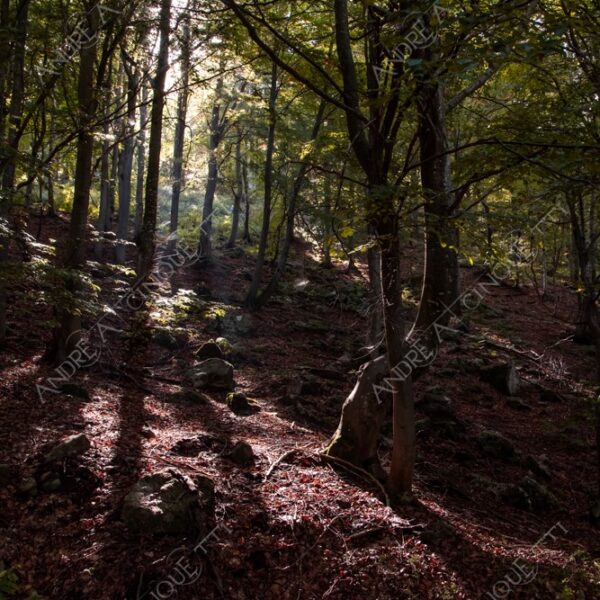 zegna oasi oasis montagna mountain bosco wood foresta forest autunno autumn fall sentiero trail path footpath foliage foglie leaves alberi trees natura nature selvaggio wild passeggiata hike raggio ray beam sole sun