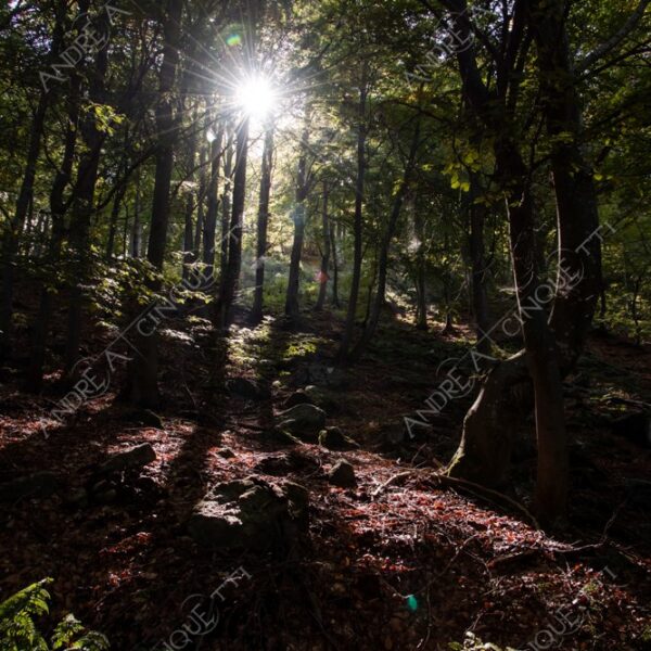zegna oasi oasis montagna mountain bosco wood foresta forest autunno autumn fall sentiero trail path footpath foliage foglie leaves alberi trees natura nature selvaggio wild passeggiata hike raggio ray beam sole sun lens flare